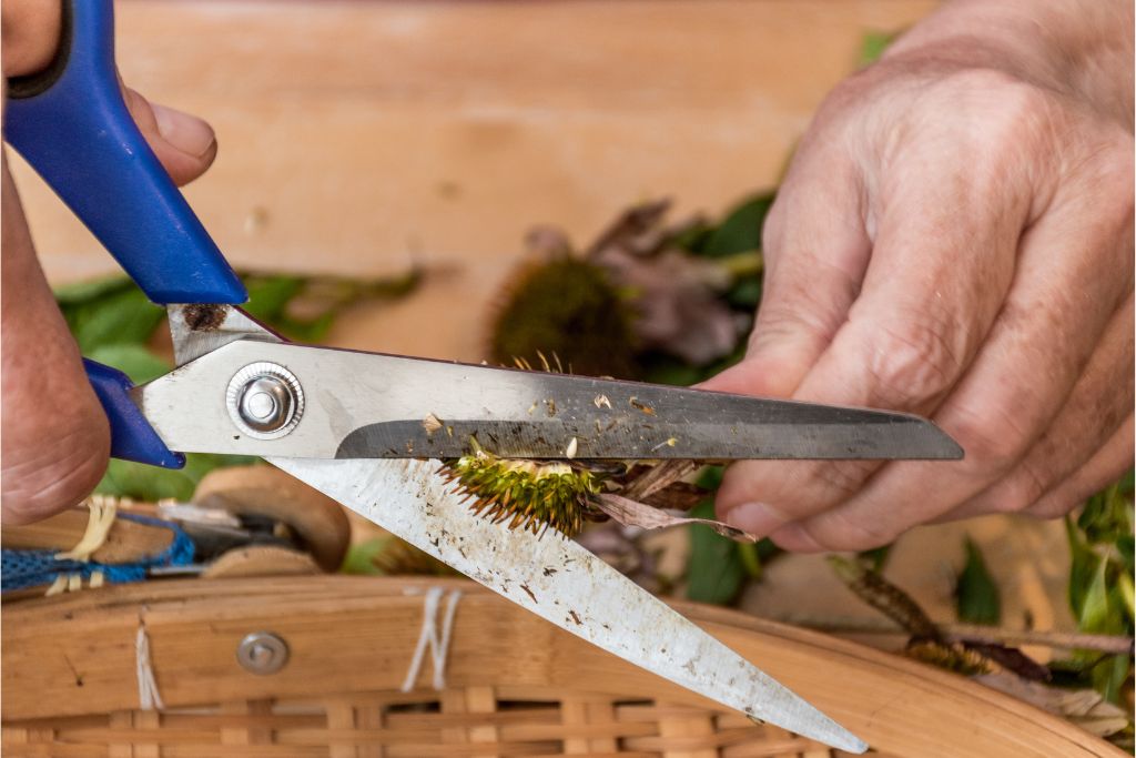 a man cutting a plant stem with a scissors