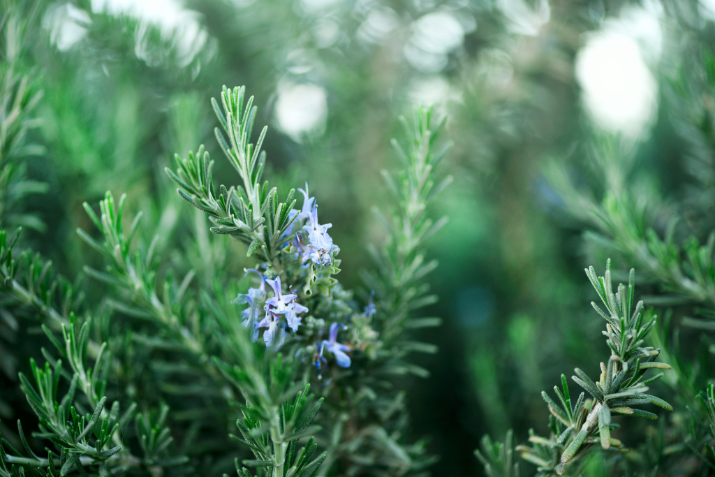 rosemary plant with flowers