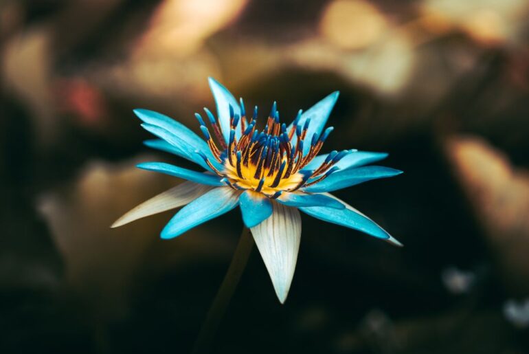 closeup shot of a blue lotus