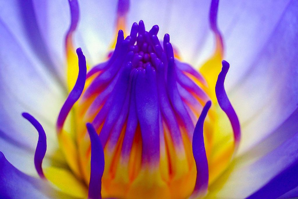 closeup shot of a lotus
