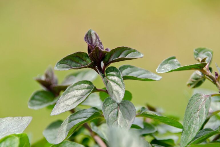 how-to-make-chocolate-mint-tea-tea-joy