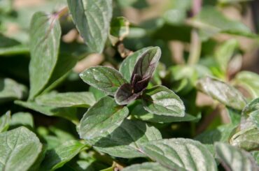 Chocolate Mint Leaves