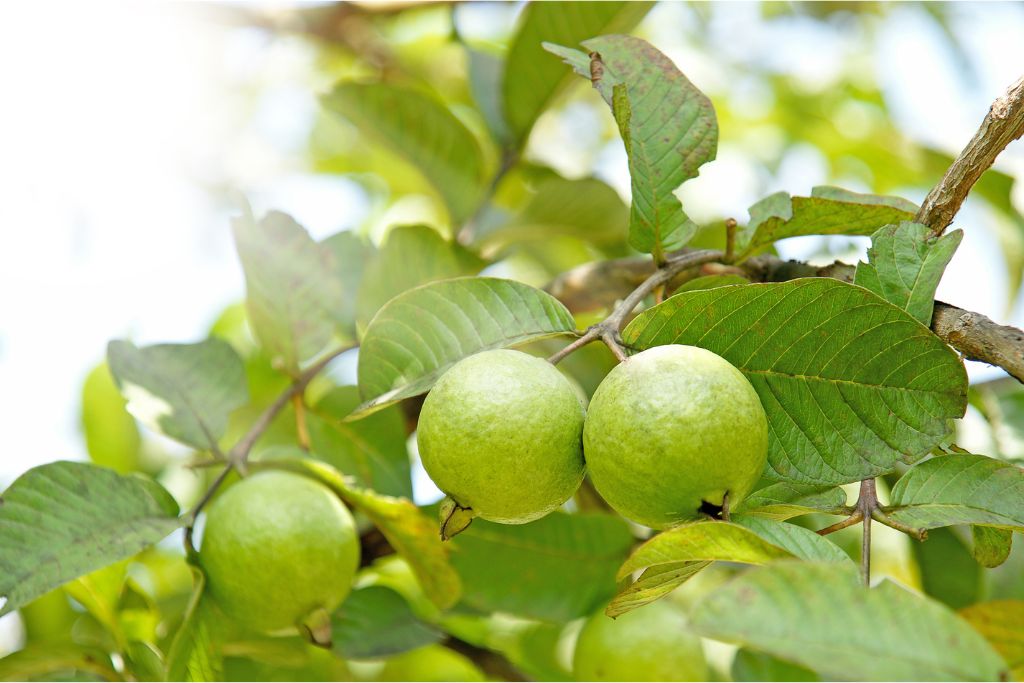 guava fruits and leaves
