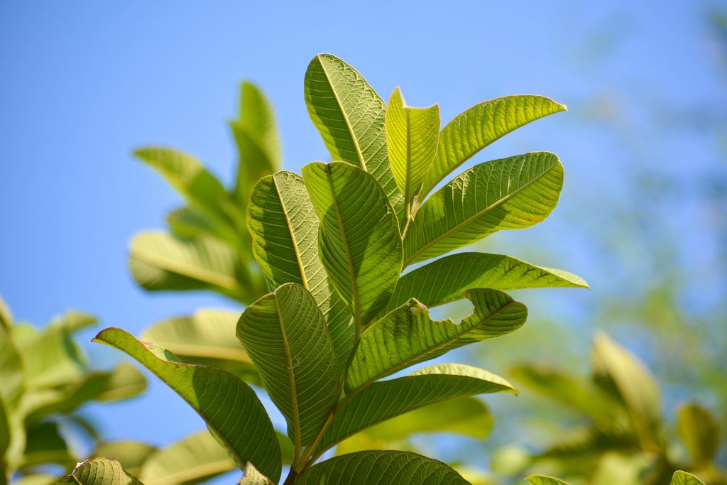 guava leaves on blurred sky background
